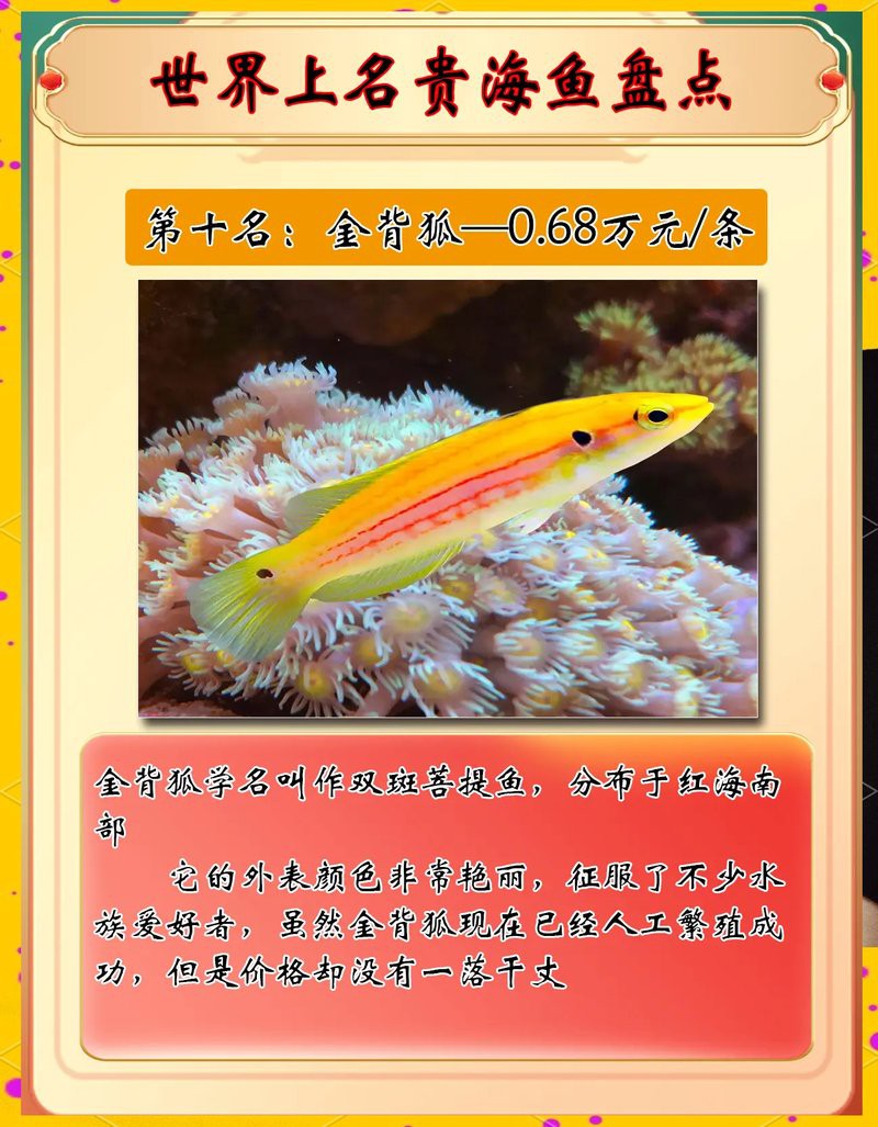 世界上最貴的海魚排名【世界上最貴的魚類排名】 世界上最貴的海魚排名【世界上最貴的魚類排名】 龍魚論壇 第6張
