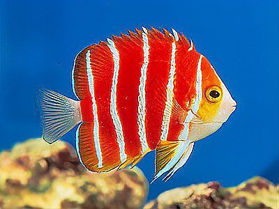 世界上最貴的海魚排名【世界上最貴的魚類排名】 世界上最貴的海魚排名【世界上最貴的魚類排名】 龍魚論壇 第4張