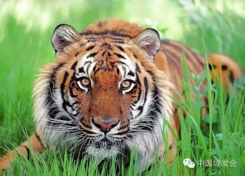 世界各國老虎數量排名【全球55只野生虎數量】