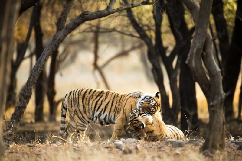 世界各國老虎數量排名【全球55只野生虎數量】