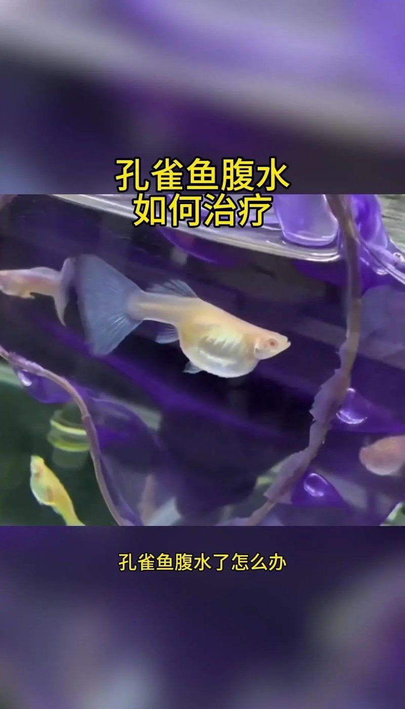 魚腹水會自愈嗎？【孔雀魚腹水能否自愈】