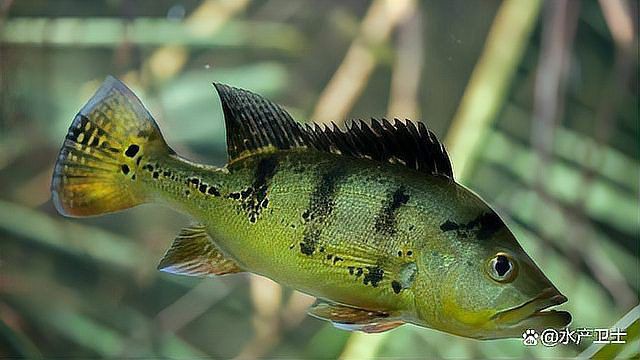 魚鰓蓋爛了最簡單處理【《魚鰓蓋爛了最簡單處理》】 龍魚百科 第17張 魚鰓蓋爛了最簡單處理【《魚鰓蓋爛了最簡單處理》】 魚鰓蓋爛了最簡單處理【《魚鰓蓋爛了最簡單處理》】 龍魚百科 第17張