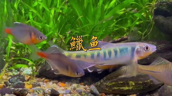 鱲魚(yú)有幾種【養(yǎng)魚(yú)的小李鱲魚(yú)甜甜莓莓醬溪流三兄弟大揭秘】