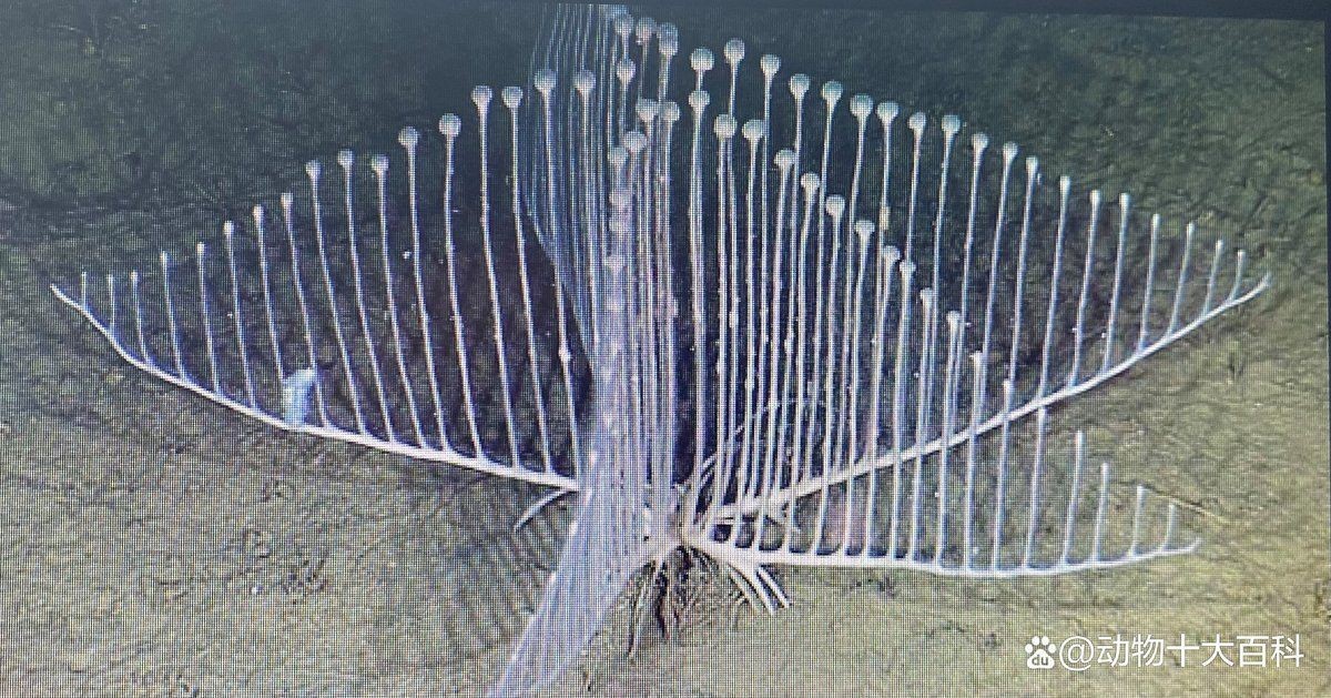 海洋十大不明生物【海洋十大不明生物中哪個最神秘】