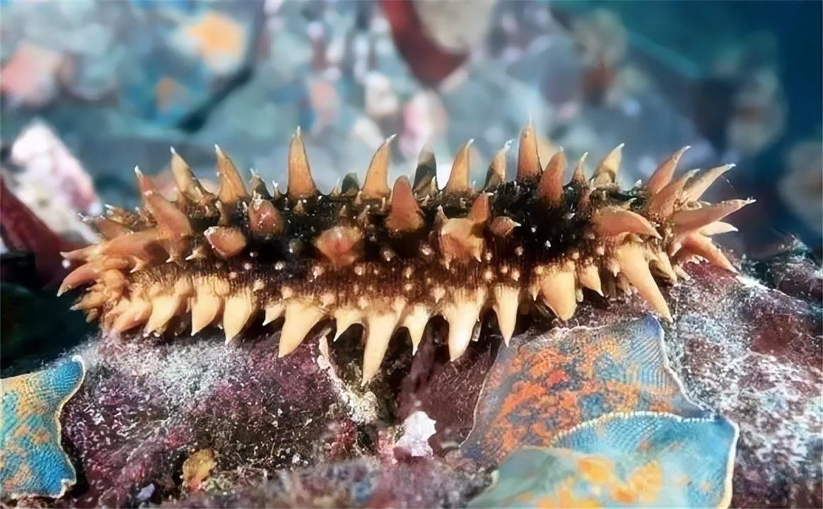 海洋十大不明生物【海洋十大不明生物中哪個最神秘】