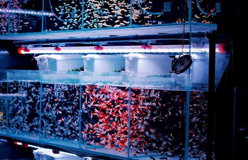 甘南州水族批發市場【甘南州水族批發市場分布廣泛且各具特色】