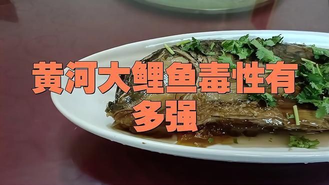 鯉魚為何盡量少吃【在北方深受歡迎的鯉魚】