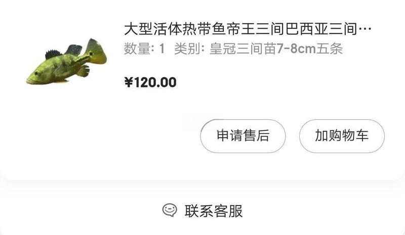 申古三間魚價格表【申古三間魚價格因尺寸、品質及供應商的不同而差異】 申古三間魚價格表【申古三間魚價格因尺寸、品質及供應商的不同而差異】 龍魚論壇 第2張