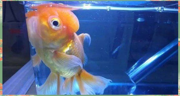 魚炸鱗治療期間需要停食嗎？【金魚腹水炸鱗治療經驗分享】