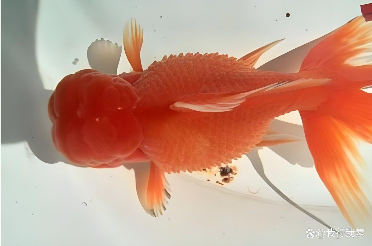 魚炸鱗治療期間需要停食嗎？【金魚腹水炸鱗治療經(jīng)驗(yàn)分享】