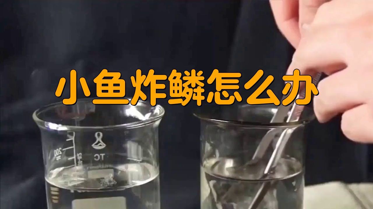 魚炸鱗治療期間需要停食嗎？【金魚腹水炸鱗治療經驗分享】