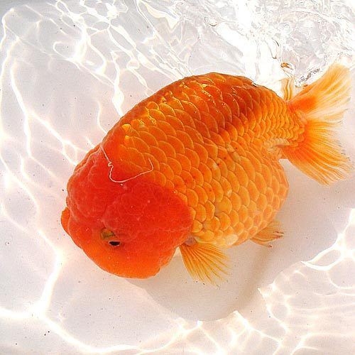 魚身上長白點【魚身上長白點是什么原因怎么治療】