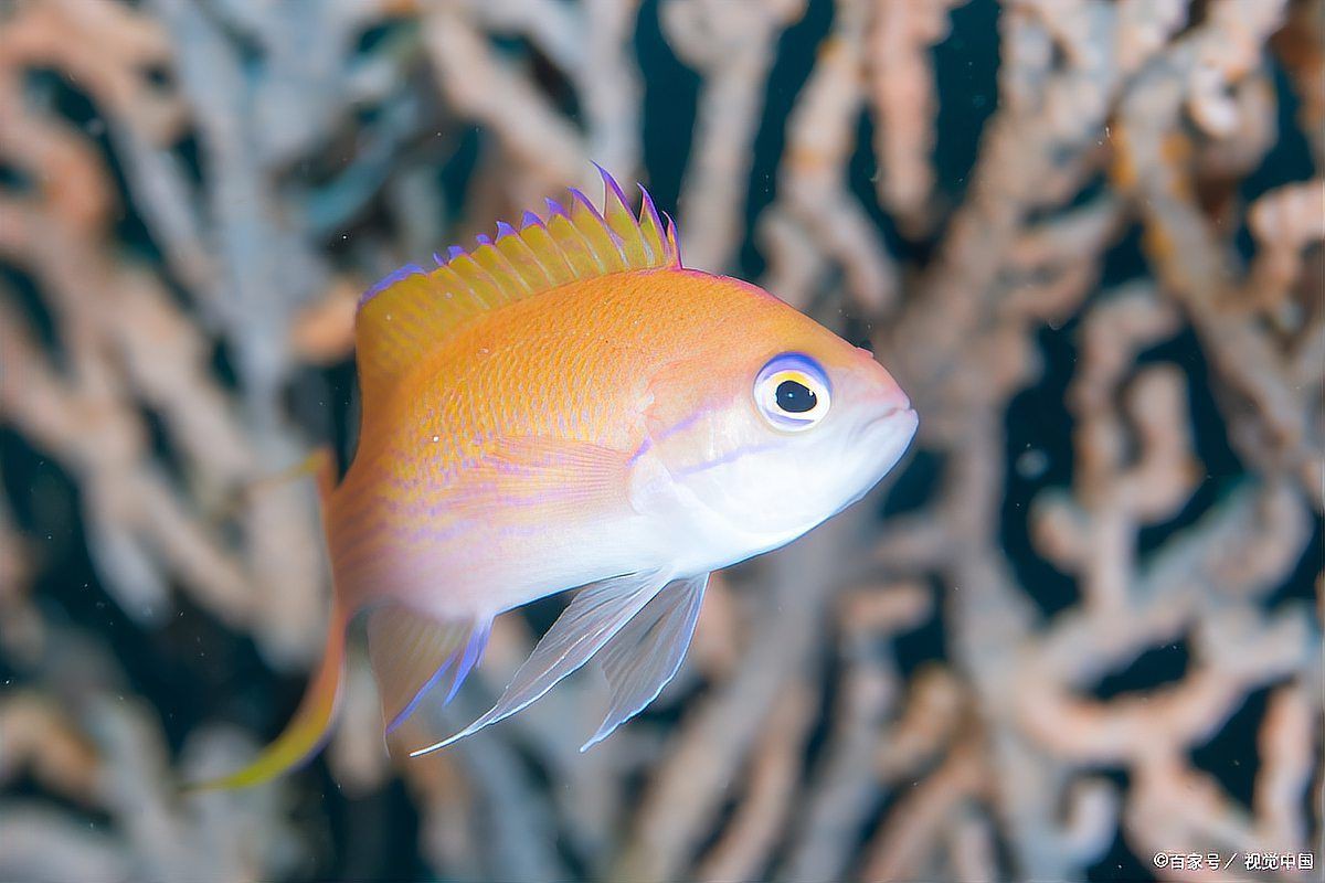 魚身上長白點【魚身上長白點是什么原因怎么治療】