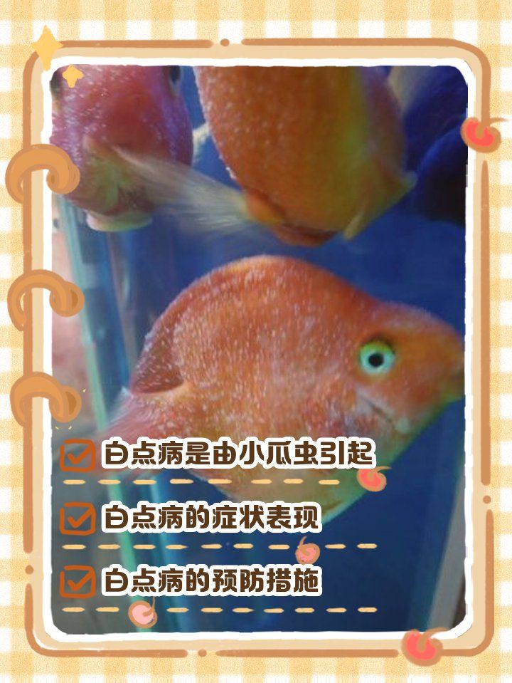 魚身上長白點【魚身上長白點是什么原因怎么治療】