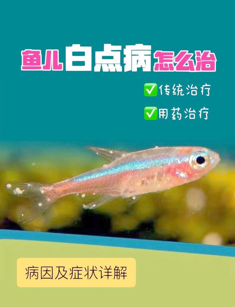 魚身上長白點【魚身上長白點是什么原因怎么治療】