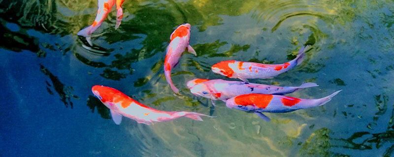 魚缸殺蟲后多久見效【水產殺蟲后多長時間見效】