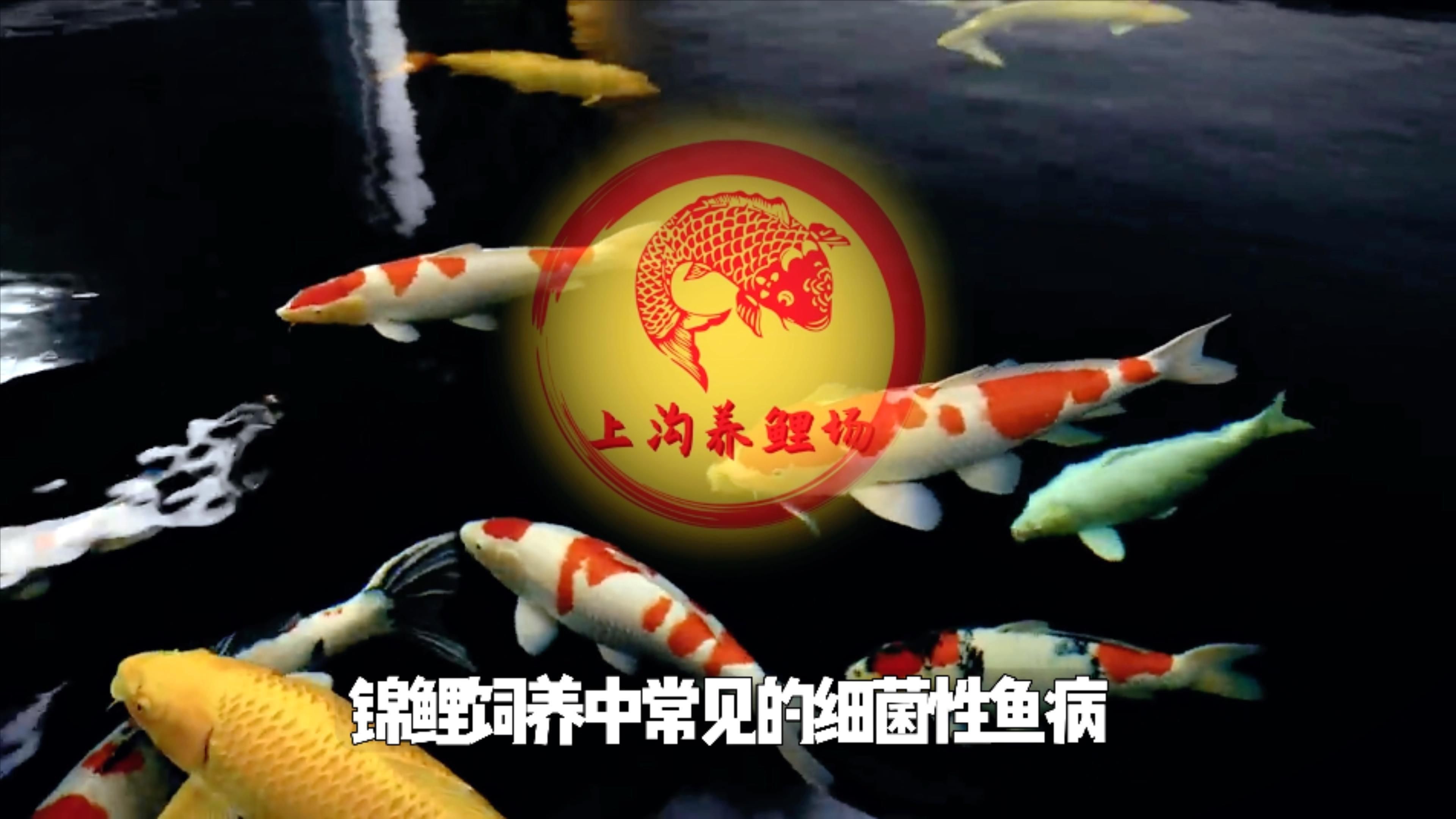 海水魚體表細菌感染的癥狀有哪些？【如何判斷錦鯉細菌性感染】