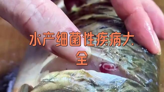 海水魚體表細菌感染的癥狀有哪些？【如何判斷錦鯉細菌性感染】