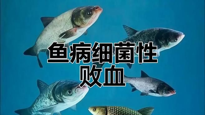 海水魚體表細菌感染的癥狀有哪些？【如何判斷錦鯉細菌性感染】