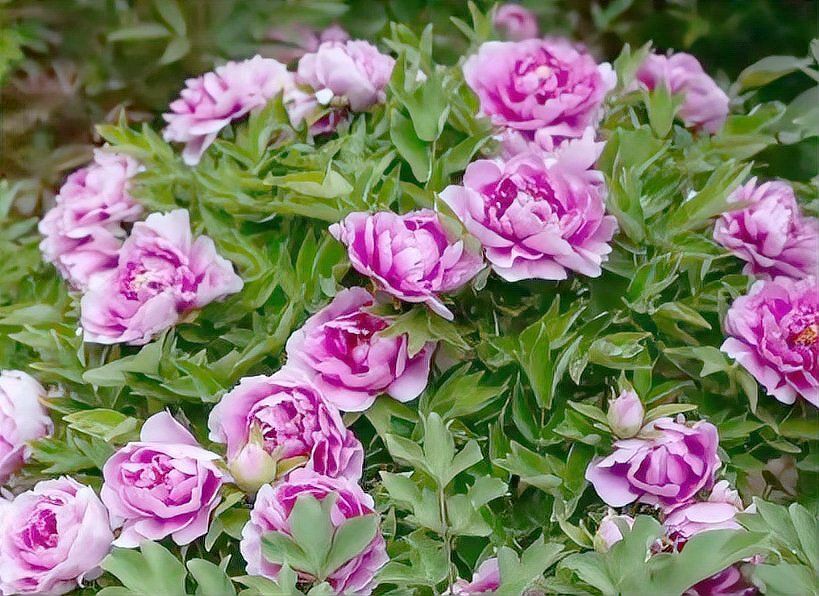 牡丹花強(qiáng)大的風(fēng)水作用【《牡丹花強(qiáng)大的風(fēng)水作用》】