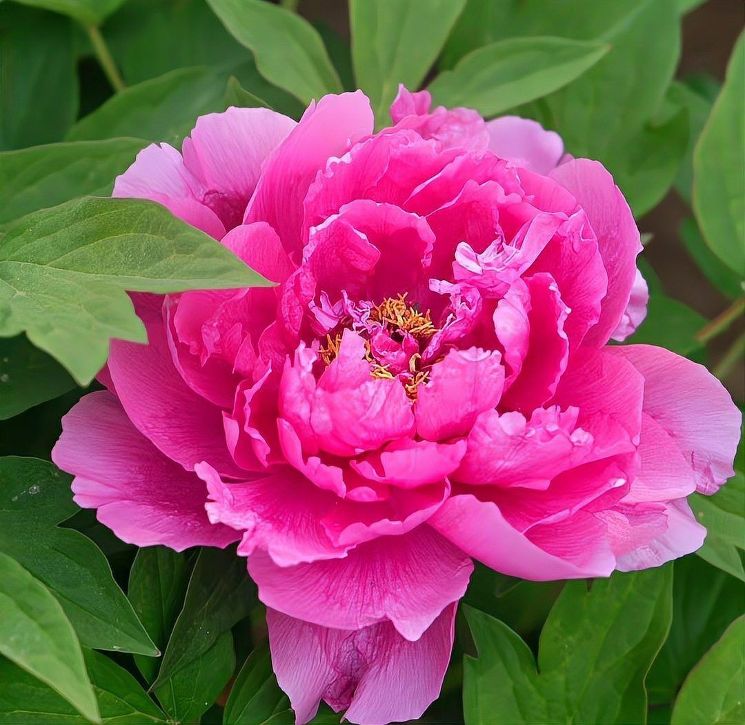 牡丹花強大的風水作用【《牡丹花強大的風水作用》】