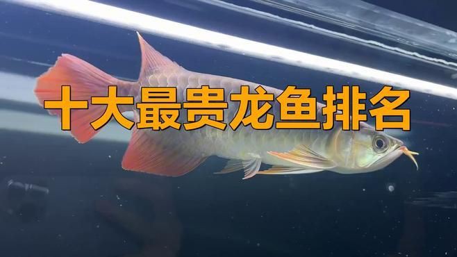 世界最貴十大龍魚【世界最貴十大龍魚排名】 世界最貴十大龍魚【世界最貴十大龍魚排名】 龍魚百科 第2張
