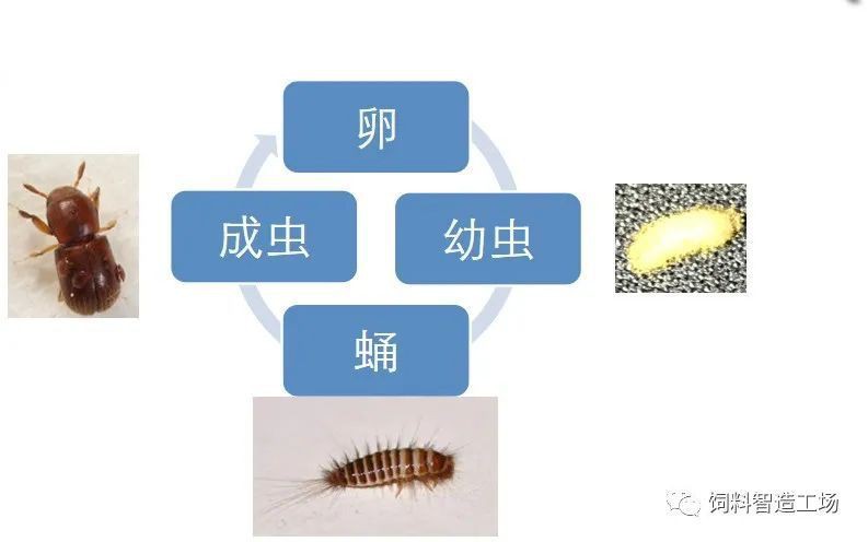 魚飼料起白色密密麻麻的蟲子【白蟲飼料存活率仍可達37%】 魚飼料起白色密密麻麻的蟲子【白蟲飼料存活率仍可達37%】 龍魚百科 第7張