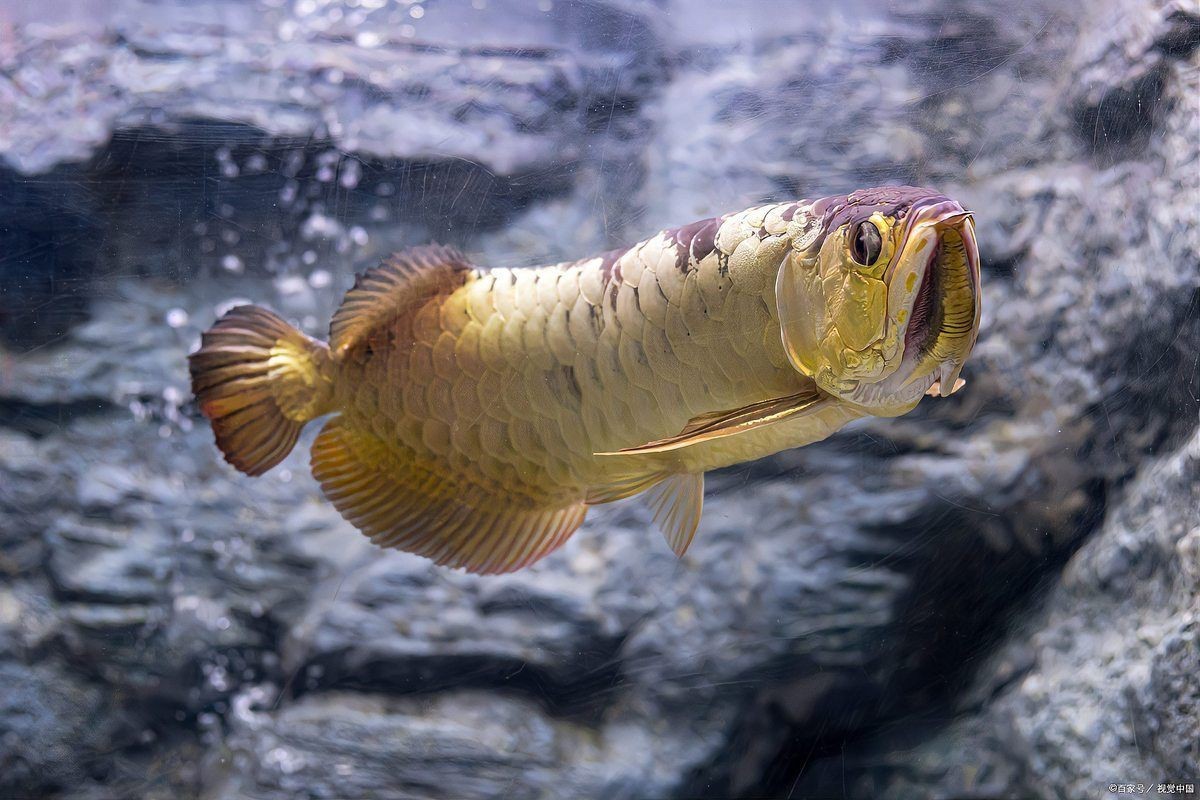 魚飼料起白色密密麻麻的蟲子【白蟲飼料存活率仍可達37%】 魚飼料起白色密密麻麻的蟲子【白蟲飼料存活率仍可達37%】 龍魚百科 第3張