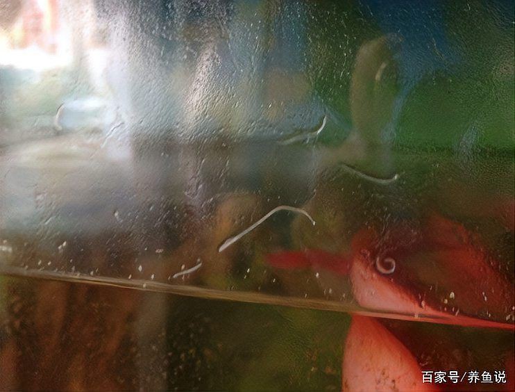 魚飼料起白色密密麻麻的蟲子【白蟲飼料存活率仍可達37%】 魚飼料起白色密密麻麻的蟲子【白蟲飼料存活率仍可達37%】 龍魚百科 第1張