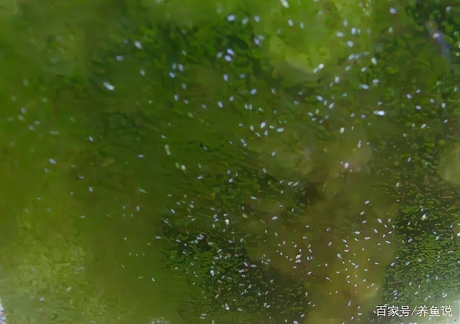 魚飼料起白色密密麻麻的蟲子【白蟲飼料存活率仍可達37%】 魚飼料起白色密密麻麻的蟲子【白蟲飼料存活率仍可達37%】 龍魚百科 第11張