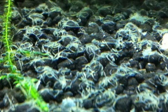 魚飼料起白色密密麻麻的蟲子【白蟲飼料存活率仍可達37%】 魚飼料起白色密密麻麻的蟲子【白蟲飼料存活率仍可達37%】 龍魚百科 第5張