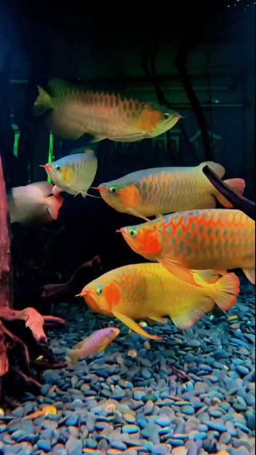 小金龍魚圖片【不良商家從不告訴你的秘密:金龍幼魚的辨別方法】 小金龍魚圖片【不良商家從不告訴你的秘密:金龍幼魚的辨別方法】 龍魚百科 第16張