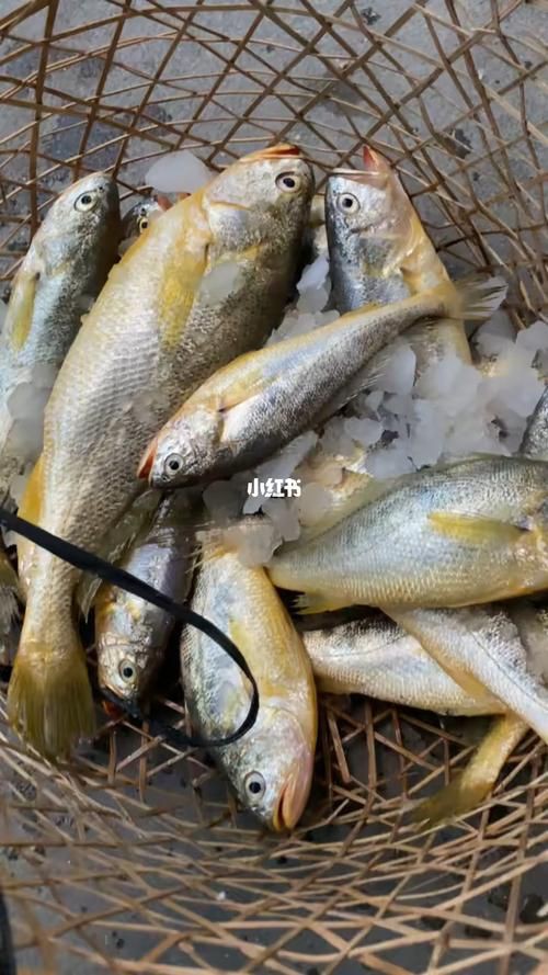 小金龍魚圖片【不良商家從不告訴你的秘密:金龍幼魚的辨別方法】 小金龍魚圖片【不良商家從不告訴你的秘密:金龍幼魚的辨別方法】 龍魚百科 第18張