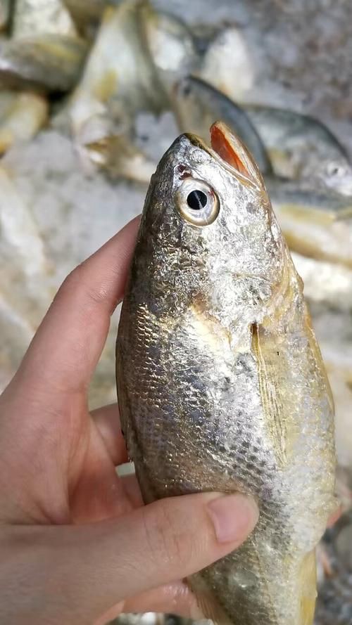 小金龍魚圖片【不良商家從不告訴你的秘密:金龍幼魚的辨別方法】 小金龍魚圖片【不良商家從不告訴你的秘密:金龍幼魚的辨別方法】 龍魚百科 第7張