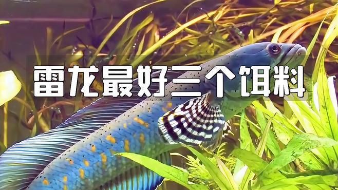 雷龍最好三個餌料【《雷龍最好三個餌料》在垂釣時選擇合適的餌料至關重要】 龍魚百科 第1張 雷龍最好三個餌料【《雷龍最好三個餌料》在垂釣時選擇合適的餌料至關重要】 雷龍最好三個餌料【《雷龍最好三個餌料》在垂釣時選擇合適的餌料至關重要】 龍魚百科 第1張
