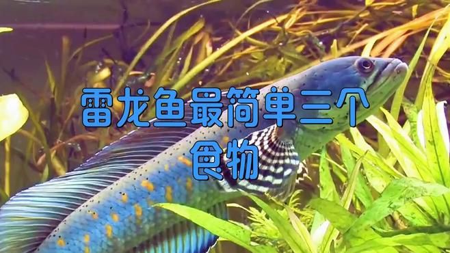 雷龍最好三個餌料【《雷龍最好三個餌料》在垂釣時選擇合適的餌料至關重要】 龍魚百科 第2張 雷龍最好三個餌料【《雷龍最好三個餌料》在垂釣時選擇合適的餌料至關重要】 雷龍最好三個餌料【《雷龍最好三個餌料》在垂釣時選擇合適的餌料至關重要】 龍魚百科 第2張