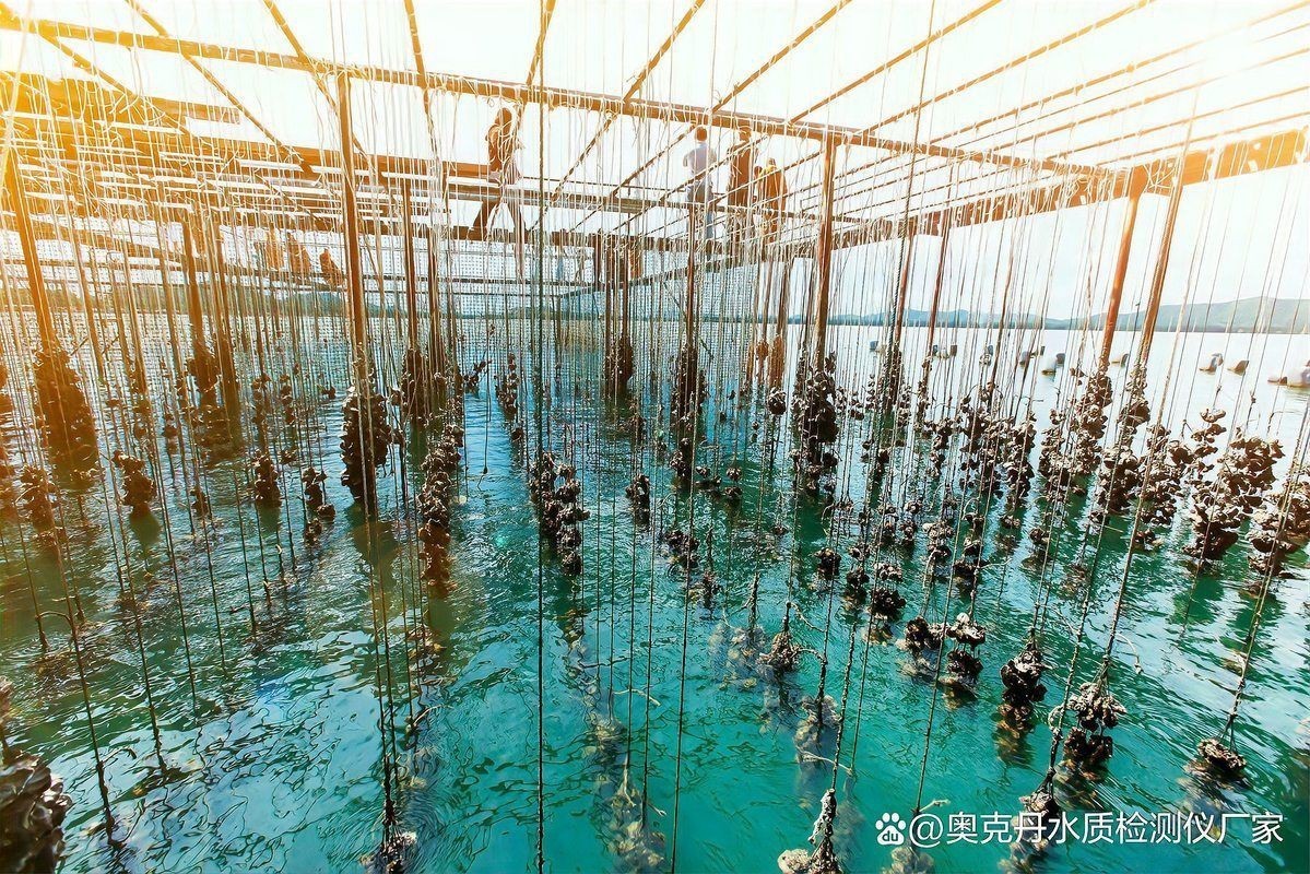 水質管理對喂食有何影響？【新手養魚不宜多喂食水質管理關鍵揭秘全民小視頻】