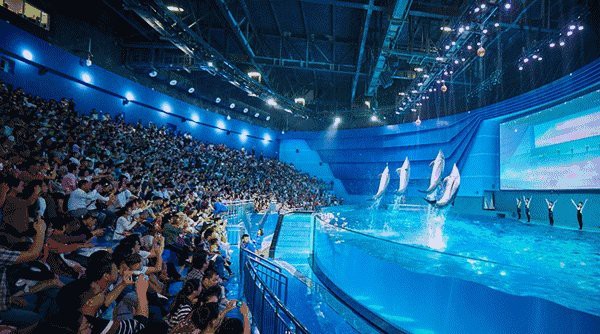 商丘水族店【商丘水族店哪家口碑最好】 商丘水族店【商丘水族店哪家口碑最好】 全國水族館企業(yè)名錄 第11張
