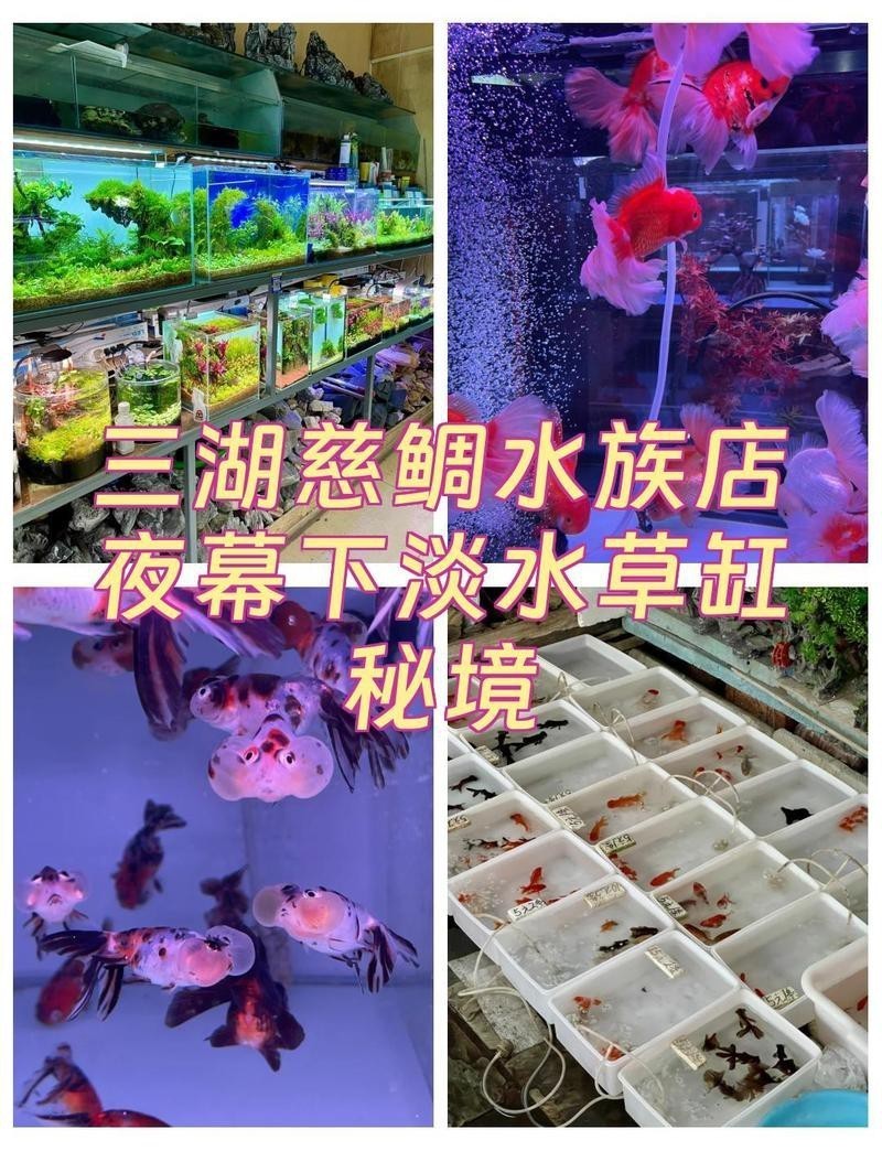 掇刀水族店【如何找到掇刀區的水族店】