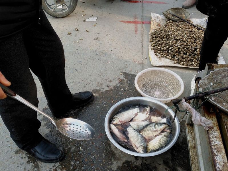 三道鱗魚多少錢一斤【三道鱗魚三道鱗魚市場價格“破十”】 三道鱗魚多少錢一斤【三道鱗魚三道鱗魚市場價格“破十”】 龍魚論壇 第6張