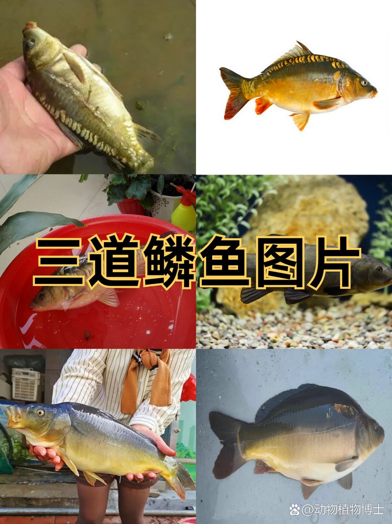 三道鱗魚多少錢一斤【三道鱗魚三道鱗魚市場價格“破十”】 三道鱗魚多少錢一斤【三道鱗魚三道鱗魚市場價格“破十”】 龍魚論壇 第7張