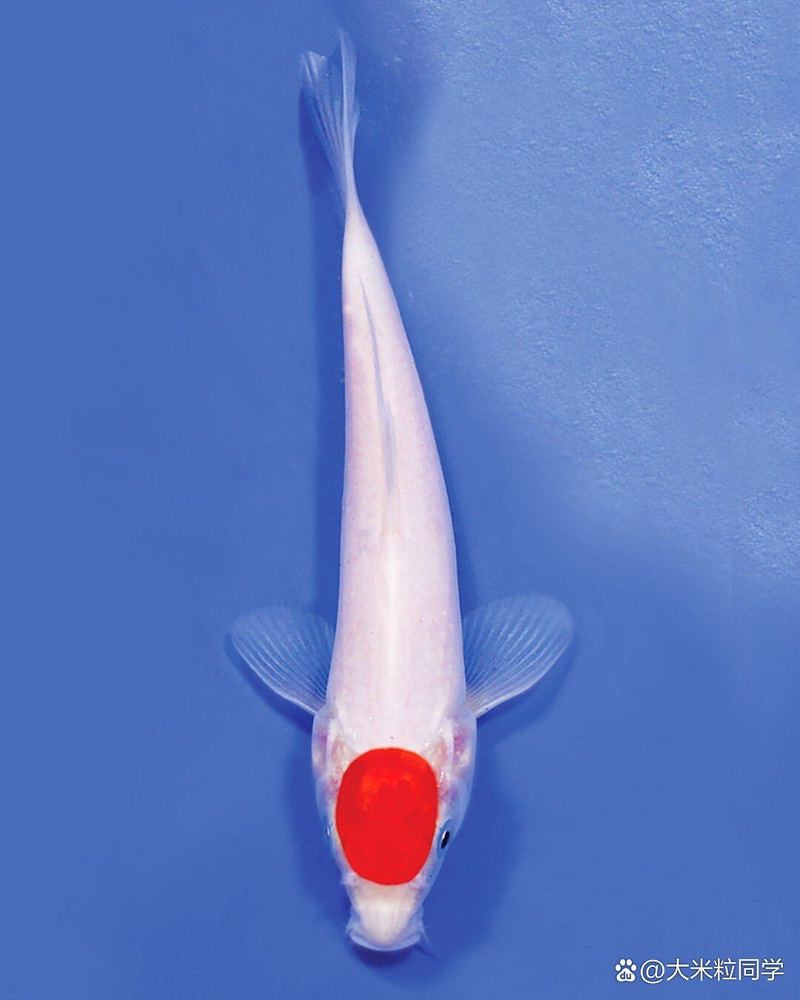 丹頂錦鯉魚【丹頂錦鯉丹頂紅白\