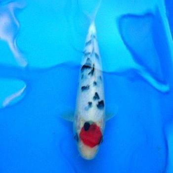 丹頂錦鯉魚【丹頂錦鯉丹頂紅白\