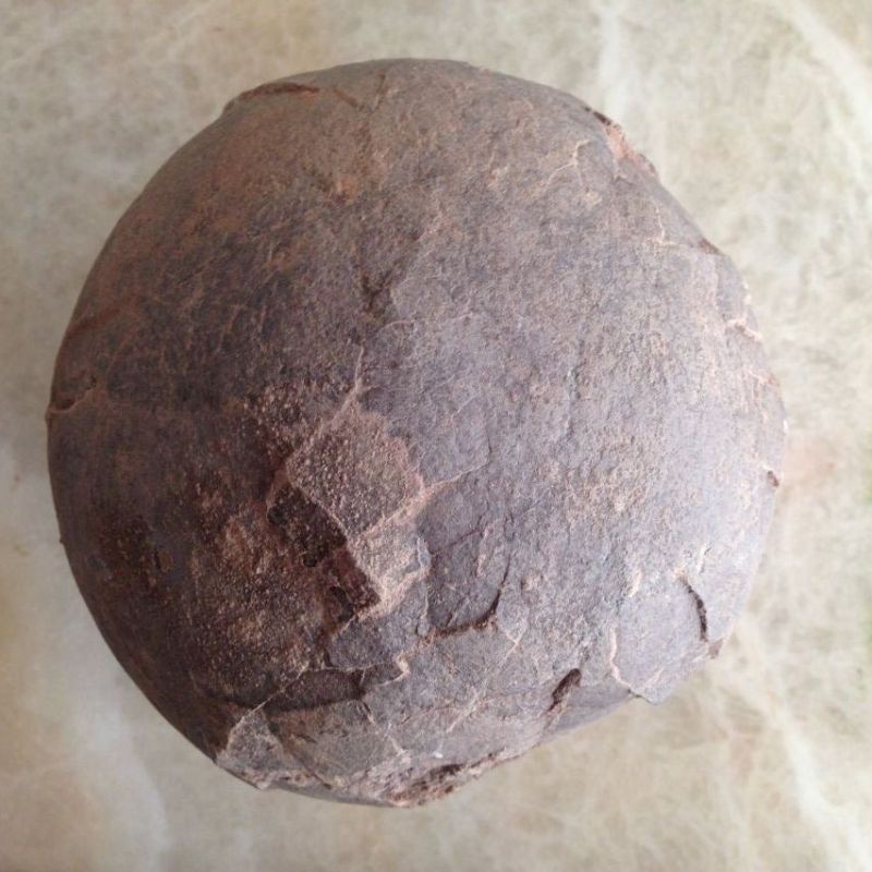 恐龍蛋真假對照圖【恐龍蛋化石怎么鑒定】