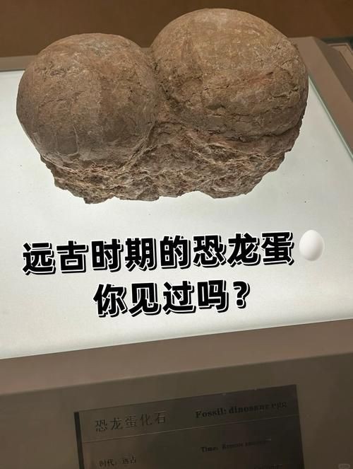 恐龍蛋真假對照圖【恐龍蛋化石怎么鑒定】