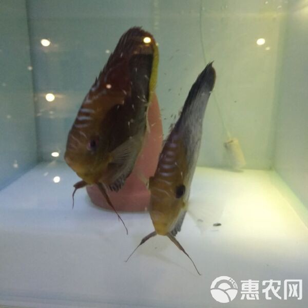 七彩神仙魚價格表【七彩神仙魚價格全解析】