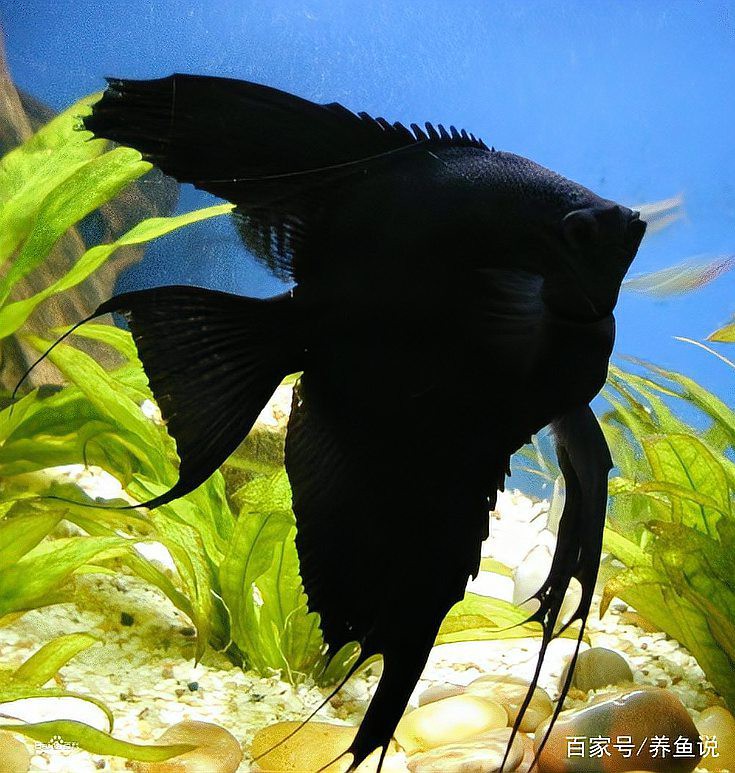 七彩神仙魚價格表【七彩神仙魚價格全解析】