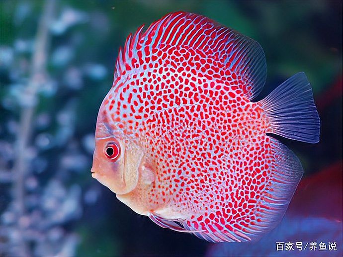 七彩神仙魚價格表【七彩神仙魚價格全解析】