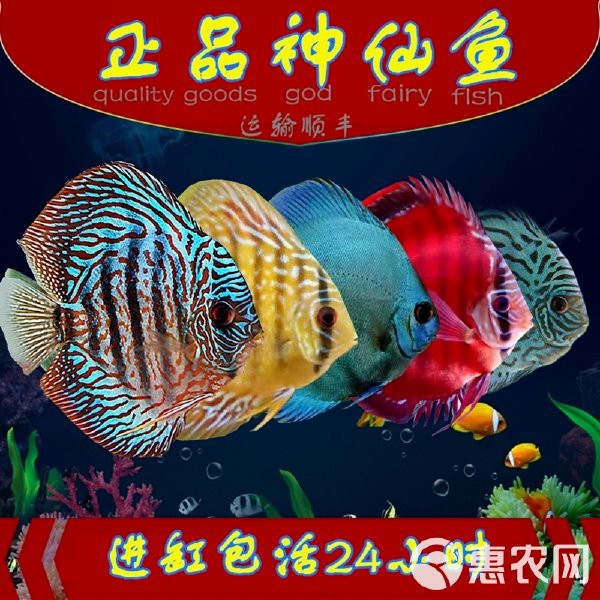 七彩神仙魚價格表【七彩神仙魚價格全解析】