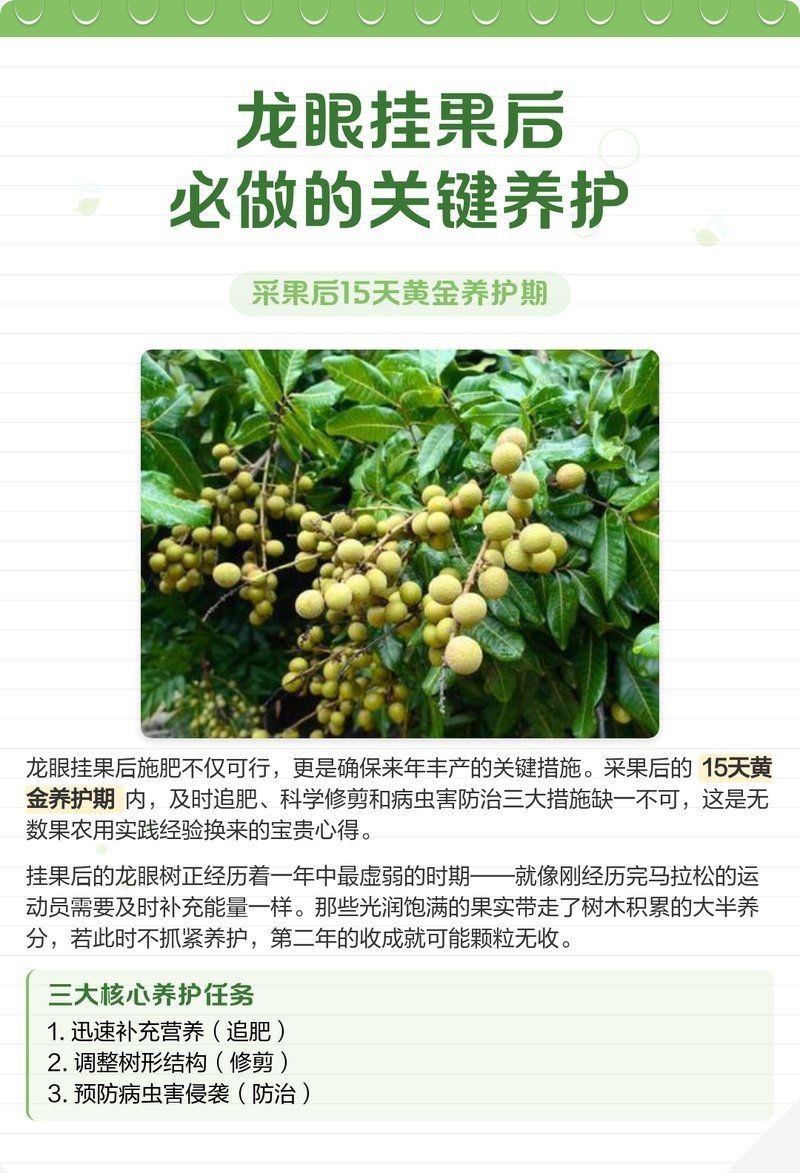 有哪些有效的龍眼爛尾病藥劑？【智標俠-羅工】